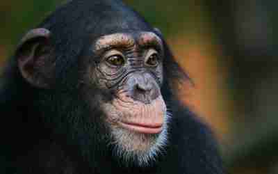 Mensen en chimpansees zijn niet 99% identiek!