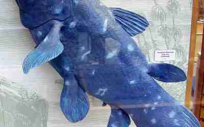 Coelacantreuzen van vóór de Zondvloed?